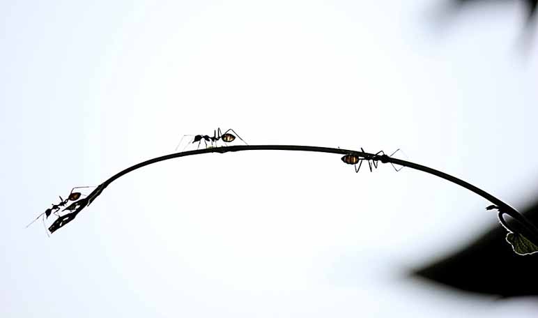 Alejar a las hormigas con eucalipto