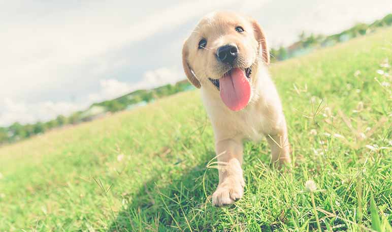 Eliminar el mal aliento de los perros con ortiga - Trucos de hogar caseros