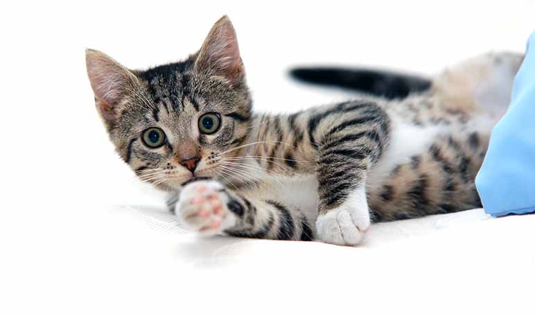 Arena para gatos: elimina el mal olor con bicarbonato - Trucos de hogar caseros