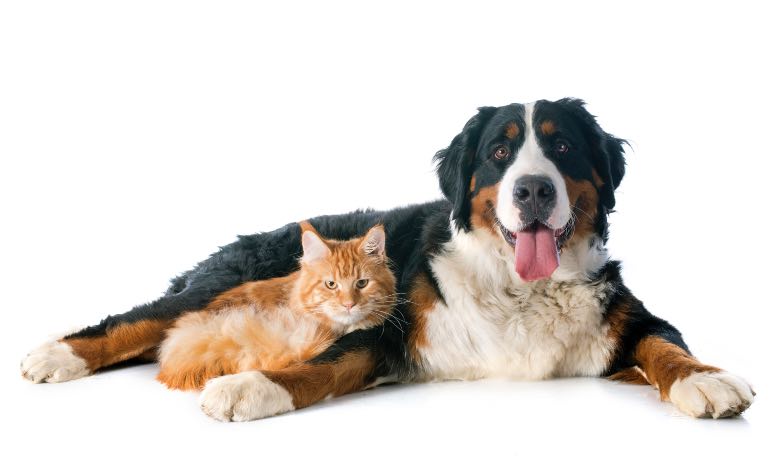 Remedio para eliminar pulgas de la cama de las mascotas - Trucos de hogar caseros