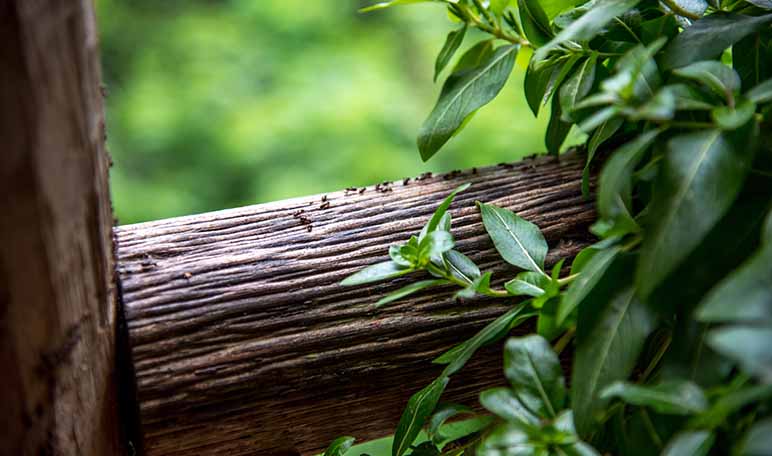 Repeler a las hormigas de manera natural - Trucos de hogar caseros