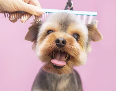 Limpiar el pelaje de las mascotas con almidón de maíz - Trucos de hogar