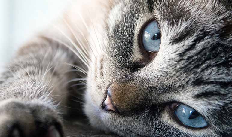 Cómo eliminar la caspa de los gatos con aloe vera - Trucos de hogar caseros
