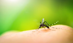 5 trucos para deshacerte de los mosquitos - Trucos de hogar caseros