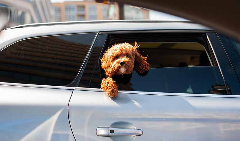 Cómo limpiar los pelos de perro del coche - Trucos de hogar