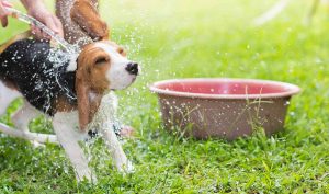 Consejos para cuidar la higiene de tu perro - Trucos de hogar caseros