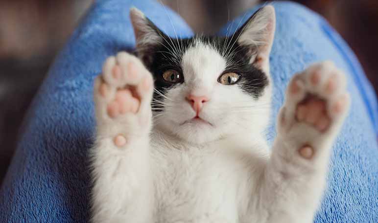 Cómo interpretar los gestos de tu gato - Trucos de hogar caseros