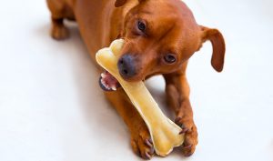 Ayuda a tu perro a tener una buena higiene bucal - Trucos de hogar caseros