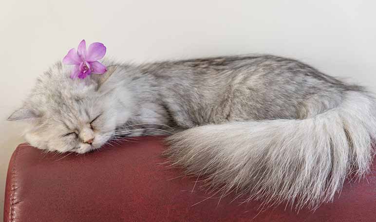 Sofás tapizados en microfibra: el secreto para los arañazos de tu gato - Trucos de hogar caseros