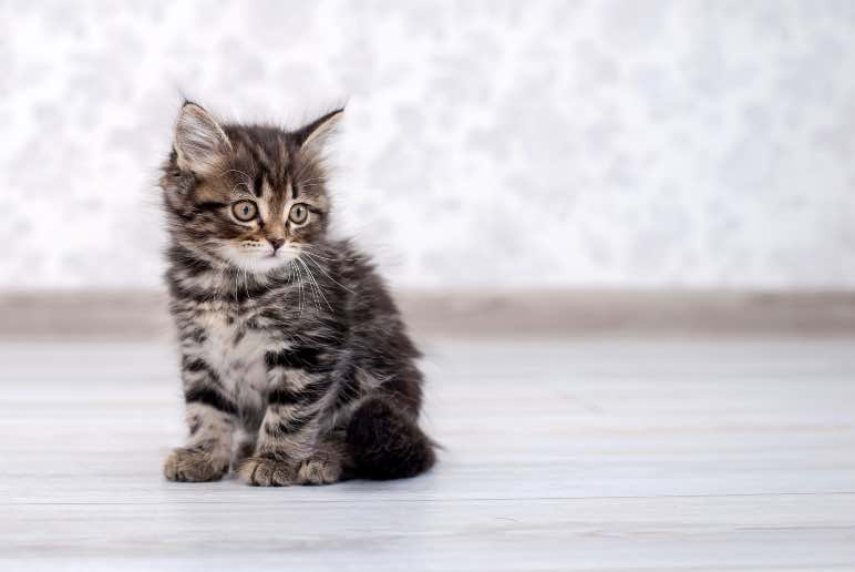 Cómo eliminar el olor a orina de gato - Trucos de hogar caseros