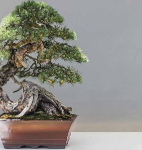 Qué tener en cuenta al comprar un bonsái - Trucos de hogar