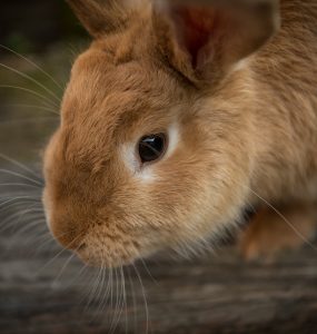 Guía de jaulas para conejos - Trucos de hogar