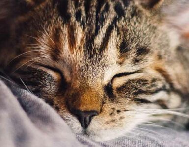 8 remedios caseros para tratar la ansiedad en los gatos - Trucos de hogar