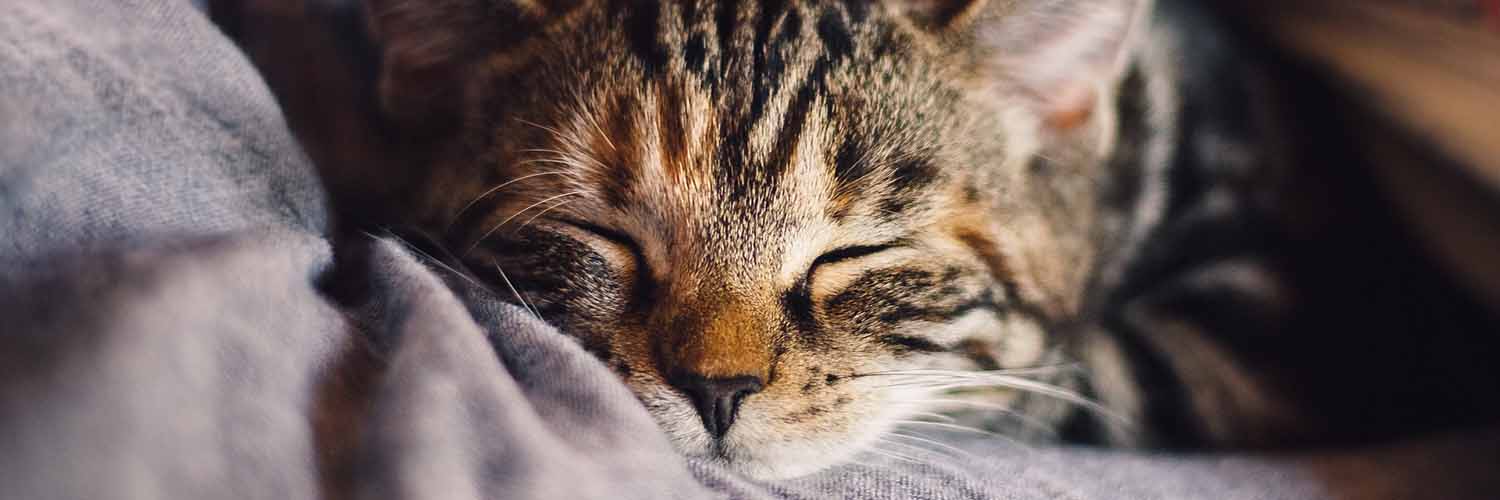 8 remedios caseros para tratar la ansiedad en los gatos - Trucos de hogar